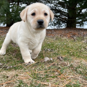 Labrador Retriever Puppy Emma