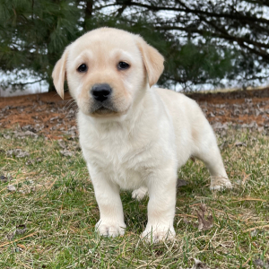 Labrador Retriever Puppy Emma