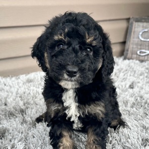 Goldendoodle Puppy Flo