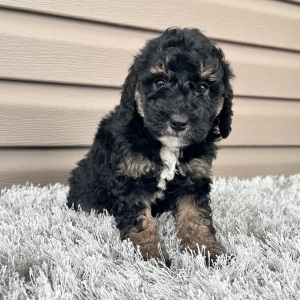 Goldendoodle Puppy Flo
