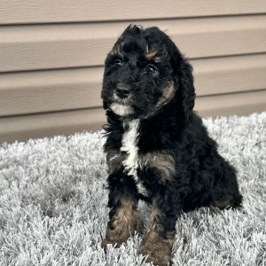 Goldendoodle Puppy Flo