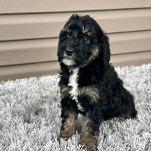 Goldendoodle Puppy Flo
