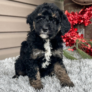 Goldendoodle Puppy Flo