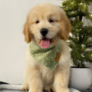 Goldendoodle Puppy Marsh