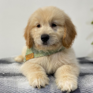 Goldendoodle Puppy Marsh