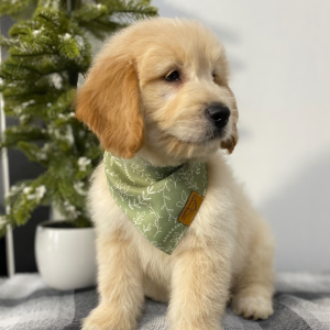 Goldendoodle Puppy Marsh