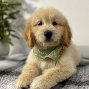 Goldendoodle Puppy Marsh