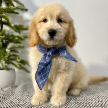 Goldendoodle Puppy Marsh