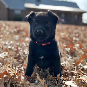 German Shepherd Dog Puppy Gus