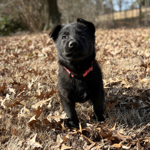 German Shepherd Dog Puppy Gus