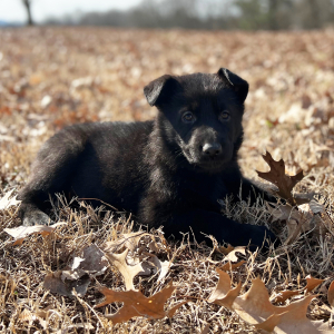 German Shepherd Dog Puppy Gus