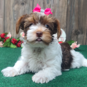 Yorkshire Terrier Puppy Cookie