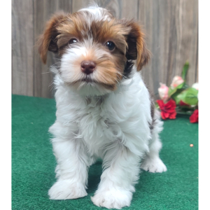 Yorkshire Terrier Puppy Cookie