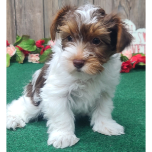 Yorkshire Terrier Puppy Cookie
