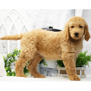Goldendoodle Puppy Athena