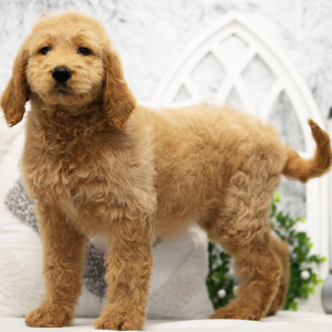 Goldendoodle Puppy Athena