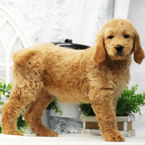 Goldendoodle Puppy Athena