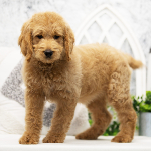 Goldendoodle Puppy Athena
