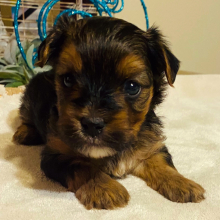Yorkshire Terrier Puppy Cruz