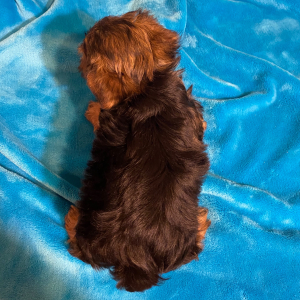 Yorkshire Terrier Puppy Cruz