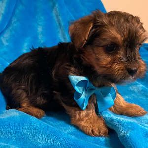 Yorkshire Terrier Puppy Cruz