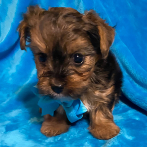 Yorkshire Terrier Puppy Cruz