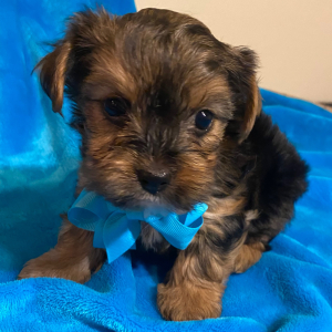 Yorkshire Terrier Puppy Cruz