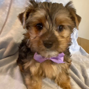 Yorkshire Terrier Puppy Cruz