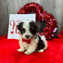 Havanese Puppy Anthony