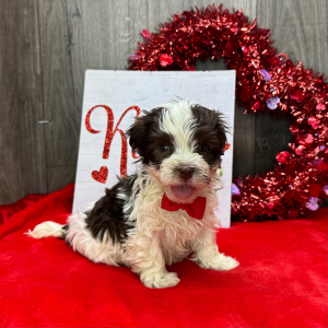 Havanese Puppy Anthony