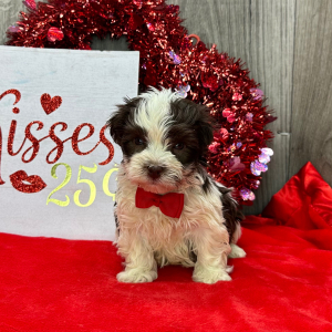 Havanese Puppy Anthony