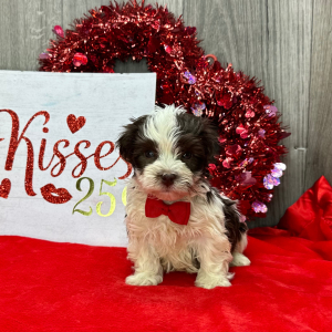 Havanese Puppy Anthony