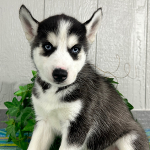 Siberian Husky Puppy Trevor