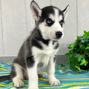 Siberian Husky Puppy Trevor