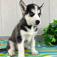 Siberian Husky Puppy Trevor
