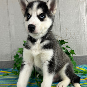 Siberian Husky Puppy Trevor