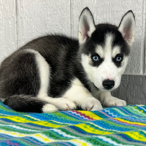 Siberian Husky Puppy Trevor