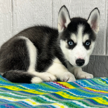 Siberian Husky Puppy Trevor