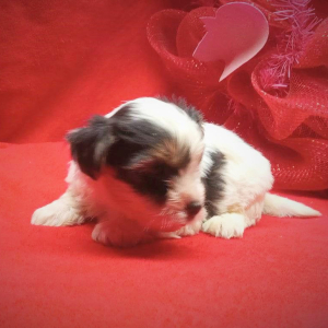 Biewer Terrier Puppy Oliver