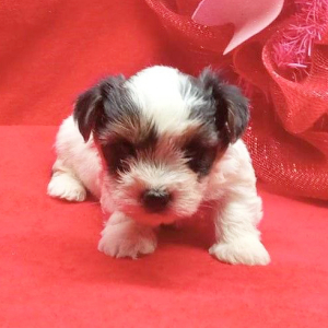 Biewer Terrier Puppy Oliver