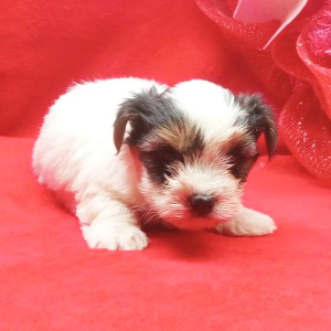 Biewer Terrier Puppy Oliver