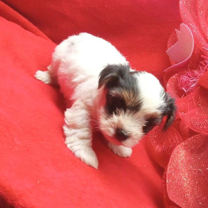 Biewer Terrier Puppy Oliver