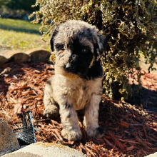 Labradoodle Puppy Carl