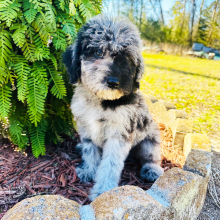 Labradoodle Puppy Carl