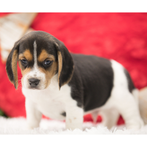 Beagle Puppy Colt