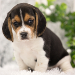 Beagle Puppy Colt
