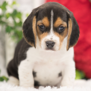 Beagle Puppy Colt