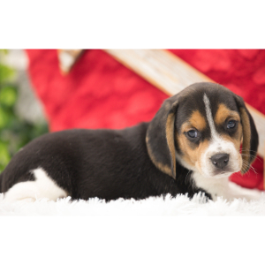 Beagle Puppy Colt