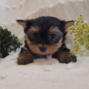 Yorkshire Terrier Puppy Polo