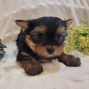 Yorkshire Terrier Puppy Polo